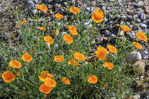 California poppy