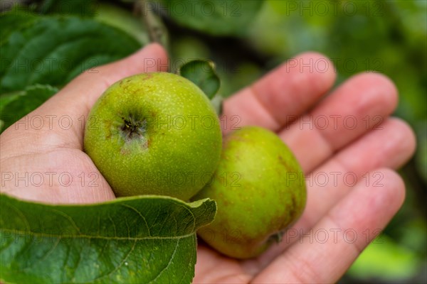 Green apples on the tree