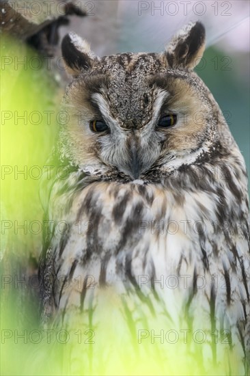 Long-eared owl