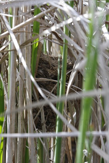 Savi's warbler