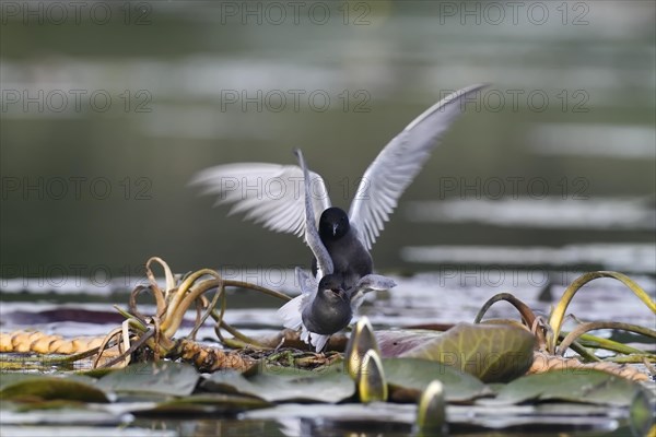 Black Tern