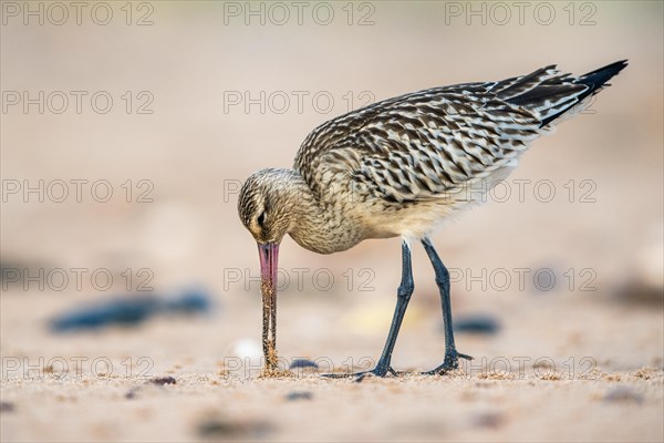 Bar-tailed Godwit