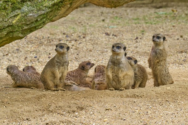 Meerkats