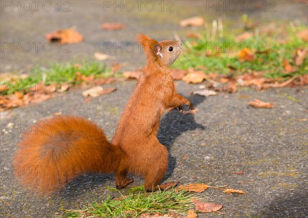 Eurasian squirrel or eurasian red squirrel