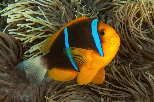 Close-up of symbiotic behaviour Symbiosis of orange fin anemonefish