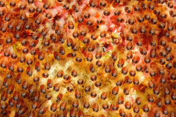 Extreme close-up of egg clutches with widely developed embryo developed embryos with eyes of anemonefish orange-fin clownfish