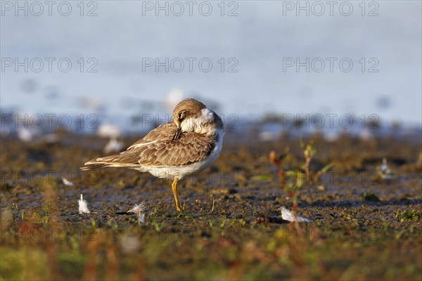 Little Ringed Plover