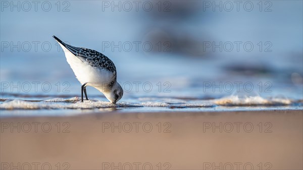 Sanderling