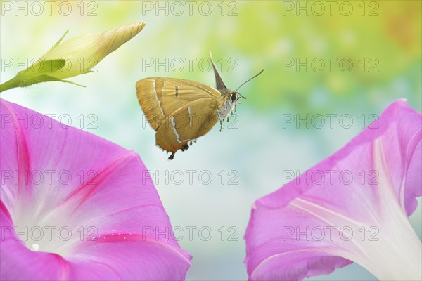 Brown hairstreak