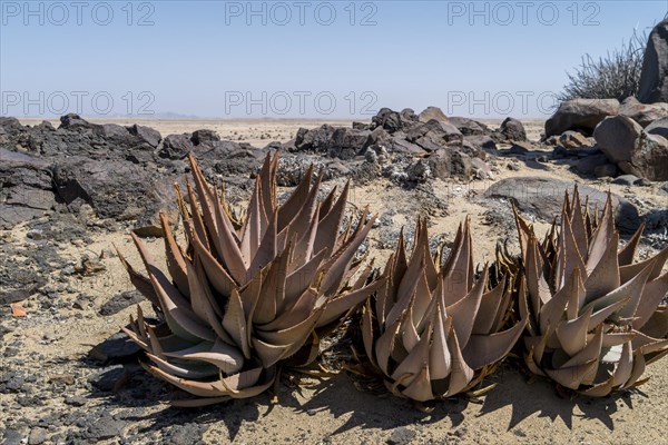 Aloe