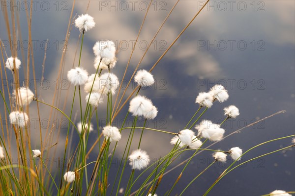 Hare's-tail cottongrass