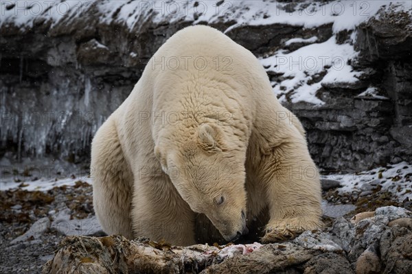 Scavenging polar bear