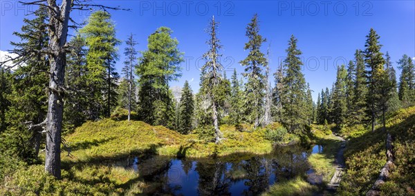 Moor pond on the nature adventure trail through the Rauris primeval forest