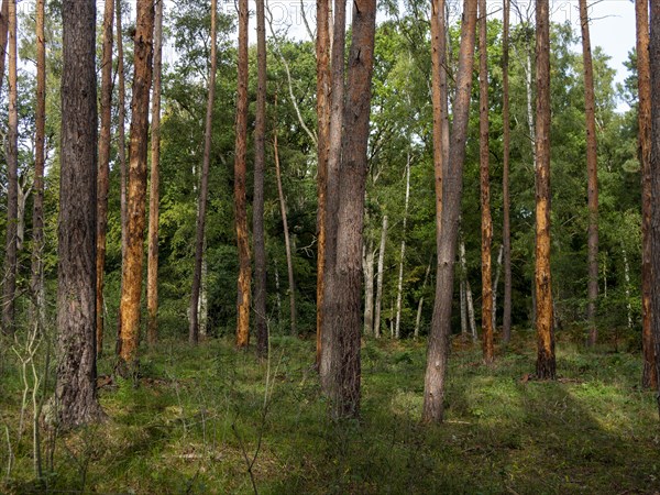 Bark beetle in pine forest