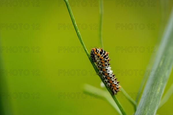 Young swallowtail