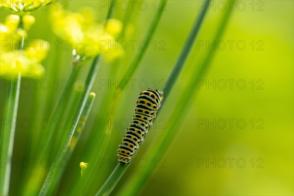 Swallowtail