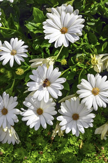 Cape marguerites