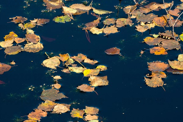 Dark moorland water