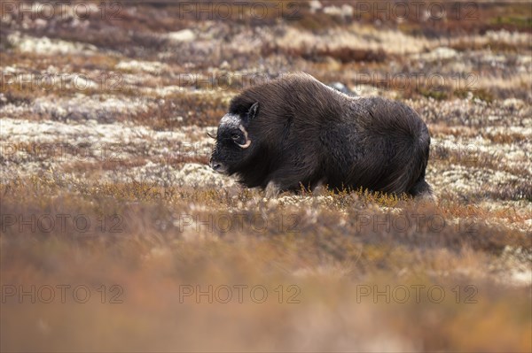 Musk ox