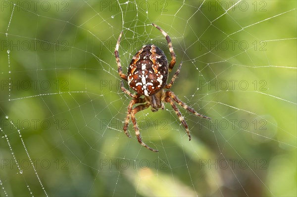 European garden spider