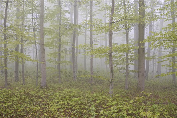 Deciduous forest with natural regeneration in spring with fog