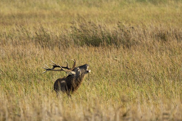 Red deer