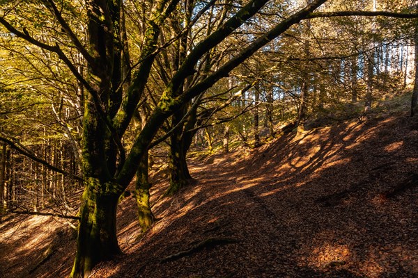 Artikutza natural park trail on an autumn afternoon