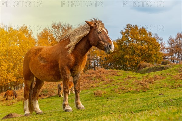 A horse in freedom on Mount Erlaitz in the town of Irun