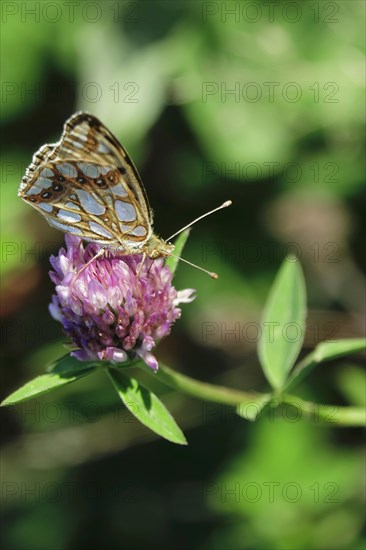 Queen of spain fritillary