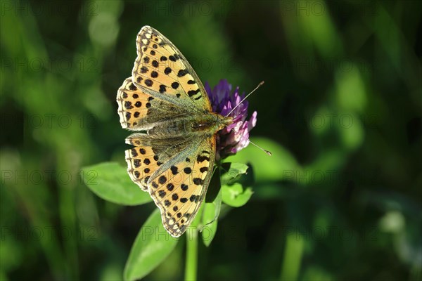 Queen of spain fritillary