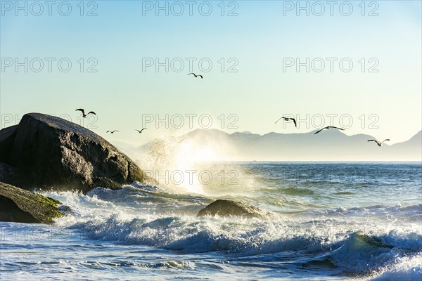 Seagulls over the sea waves at Devil Beach between Copacabana and Ipanema in Rio de Janeiro during sunrise