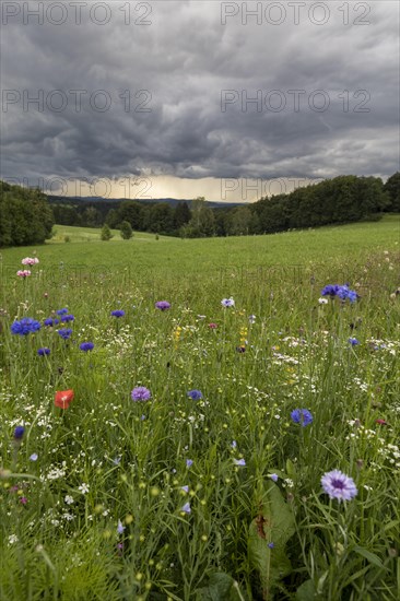 Rainy weather with meadow and farm