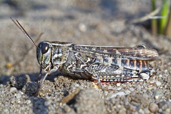 Red-winged grasshopper