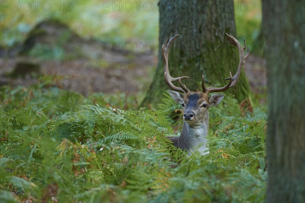 Fallow deer