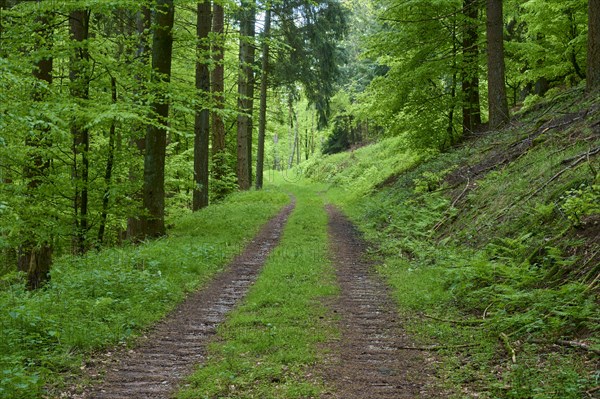 Forest path