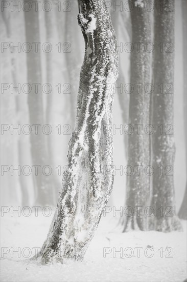 Winter beech forest with hoarfrost on the trees and fog on Mount Kandel