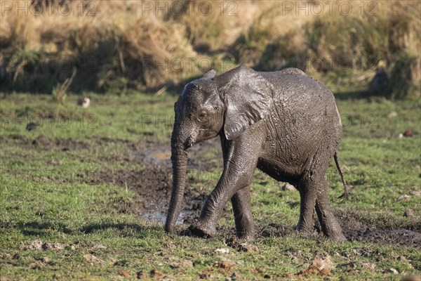 Baby elephant