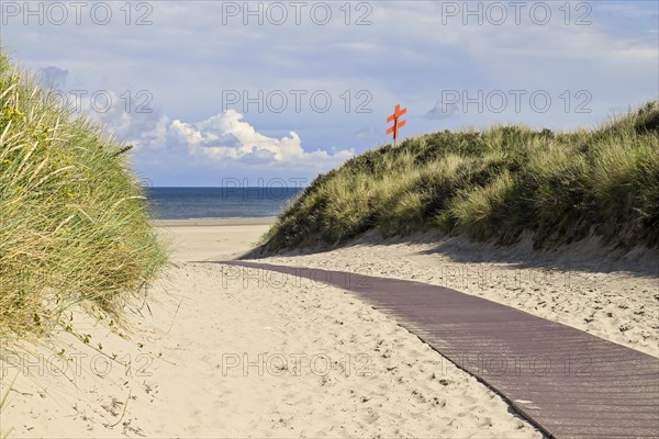 Beach tussock walk through the dunes