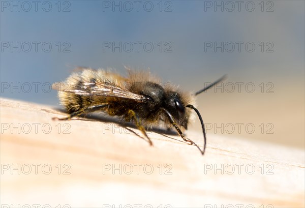 Red mason bee