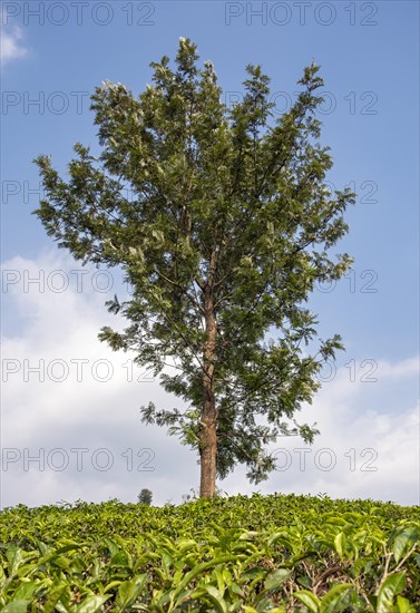 Lone Tree In Tea Plantation