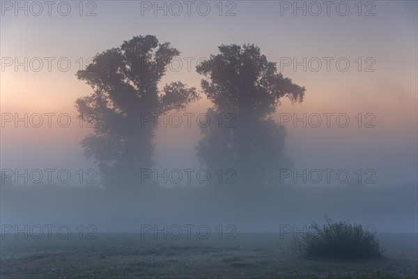 Autumnal foggy atmosphere in the morning in front of sunrise at an oxbow lake in the floodplain forest