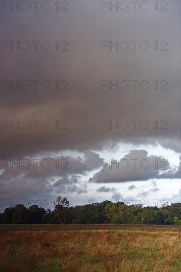 Evening mood over the Elbe meadows