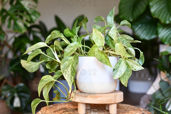 Tropical 'Epipremnum Aureum Marble Queen' pothos houseplant with white variegation in flower pot on table
