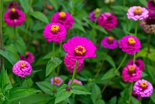 Zinnias