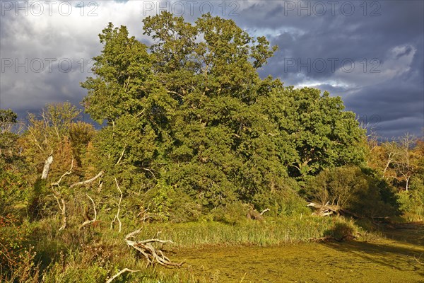 Autumn atmosphere at an oxbow lake in the floodplain forest