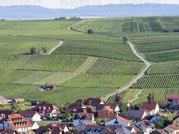 Road leads through vines in vineyard
