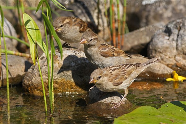 House sparrow