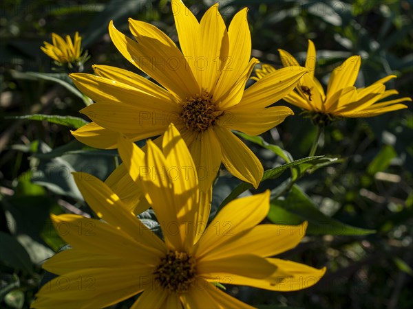 Jerusalem artichoke