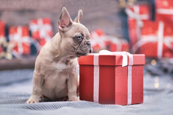 Beautiful lilac French Bulldog dog puppy sitting next to red Christmas gift box with ribbon surrounded by seasonal decoration