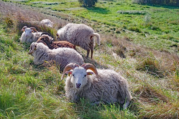 Sheep on the dike